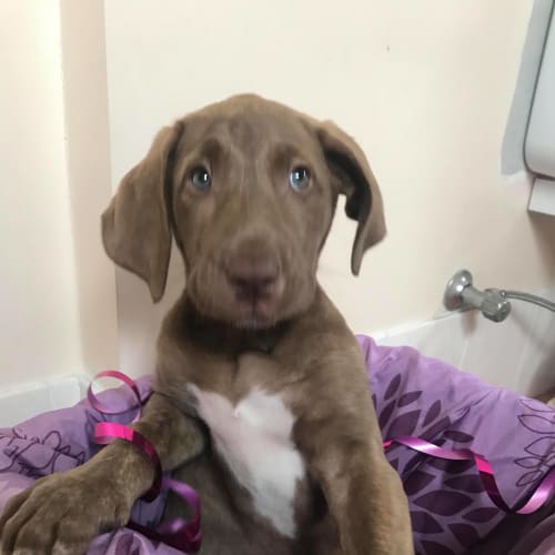Honey ~ Labrador x Bull Arab (on trial 22/10/18)