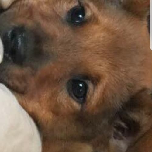Logan