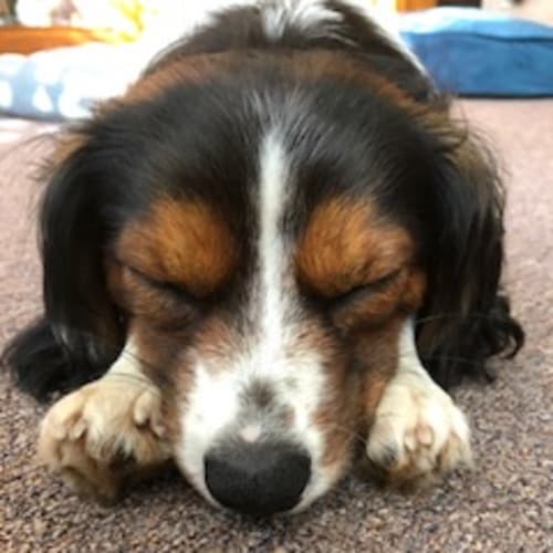 Archie ~ Cavalier x Foxy (on trial 21/10/18)