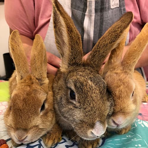 Rosaleen, Maple & Nutmeg