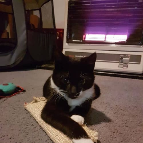 Mischief 