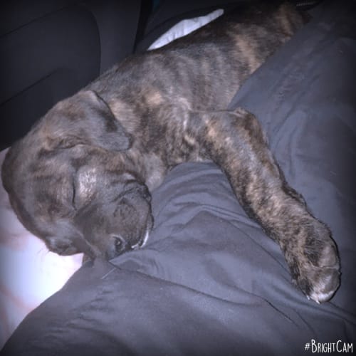 Mishka *** An Angel Puppy ***
