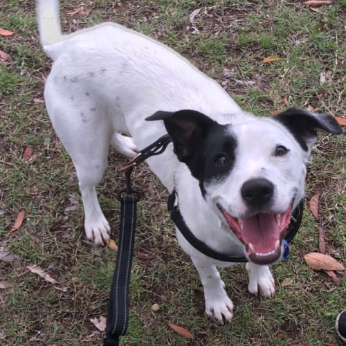 Lucy ~ Border Collie x Staffy (on trial 21/10/18)