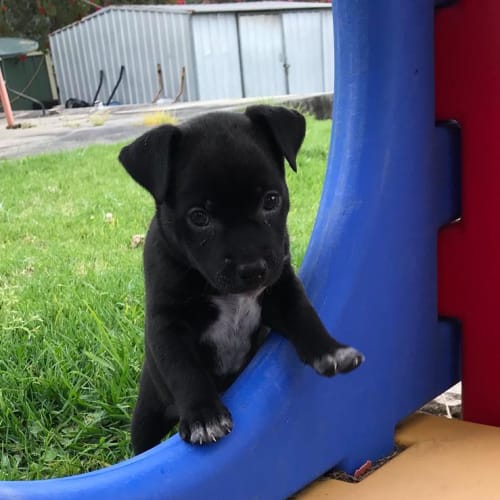 Albus ~ Cattle Dog x Mastiff (on trial 12/11/18)