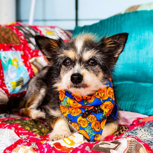 Sooty ~ Silky Terrier x, senior (Trial 26/10/18)