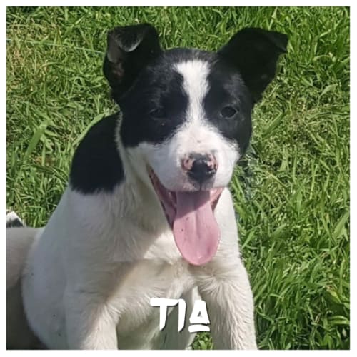 Tia