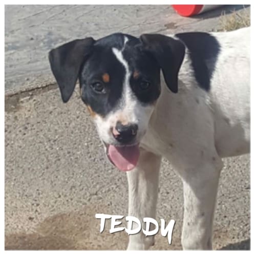 Teddy