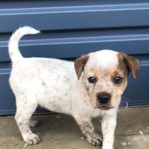 Ursula *Adoption Pending*