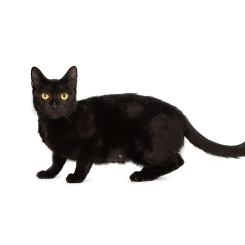 Fantasia