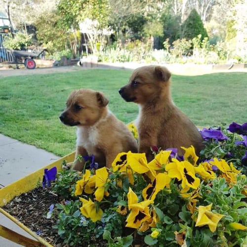 Bell