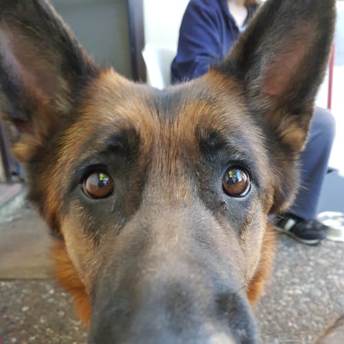 Lucky (snr) bonded pair with Portia