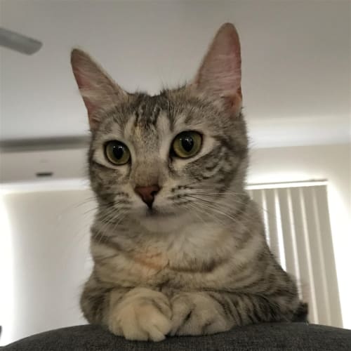 Lulu