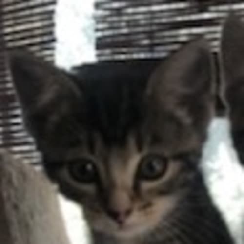 Evie