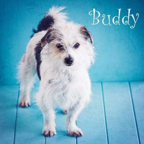 Buddy