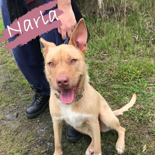 Narla