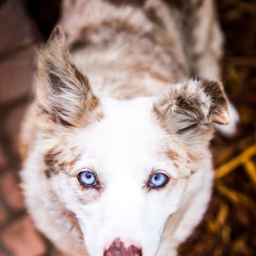 Lucy