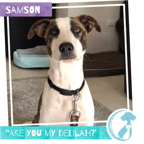 Samson