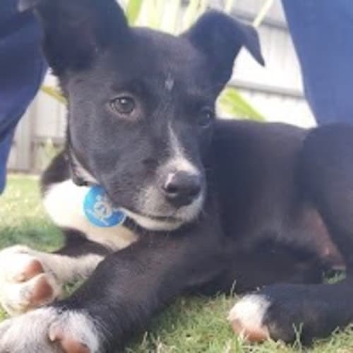 Portia D3988 