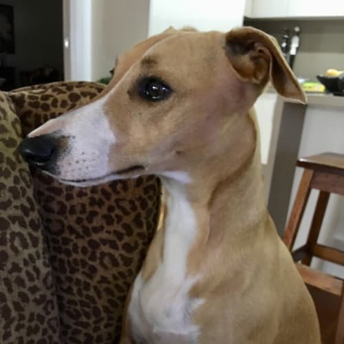 Alfie our beautiful boy