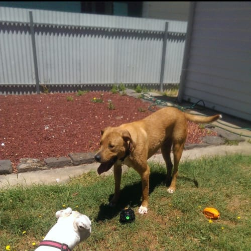 Lilly *cat friendly **Assisted rehoming