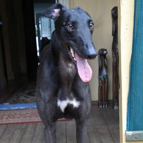 Laid Back “Jack”. Brisbane
