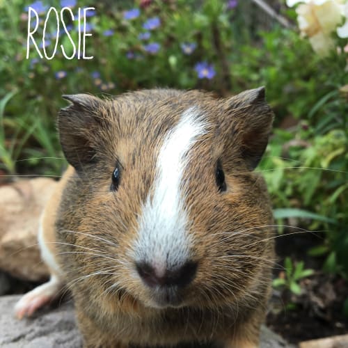 Rosie 
