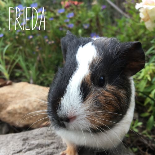 Frieda
