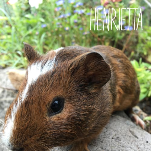 Henrietta