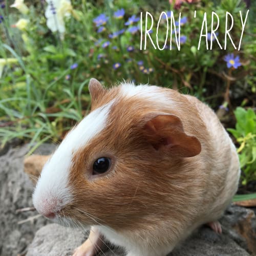 Iron ‘Arry 