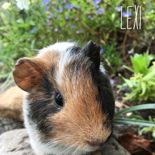 Lexi 