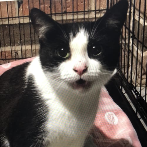 Cookie