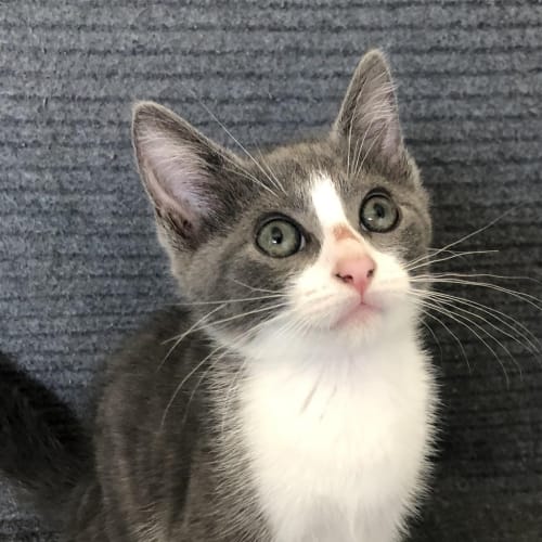 Nev