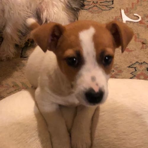 Jack or Russell 