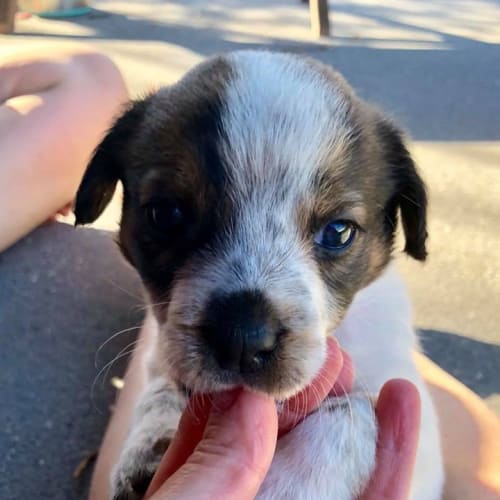 Yona *Adoption Pending*