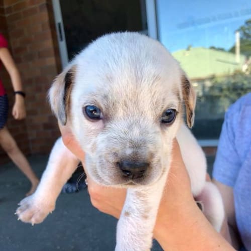 Pooh Bear *Adoption Pending*