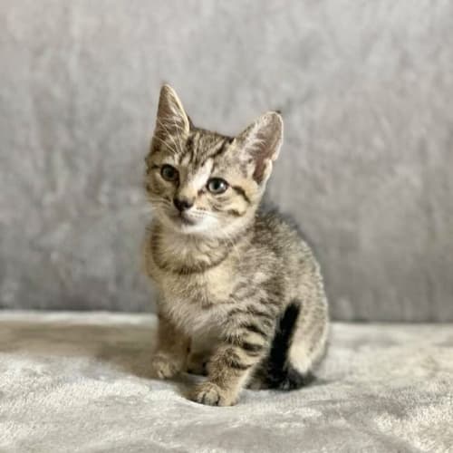 Tora 