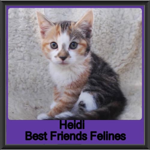 Heidi 