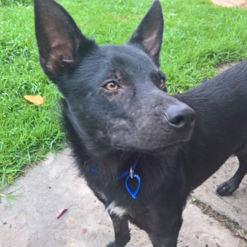 Boston ~ 8 month old Kelpie (on trial 1/12/18)