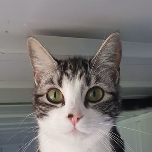 Ella