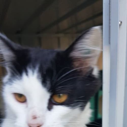 Oreo