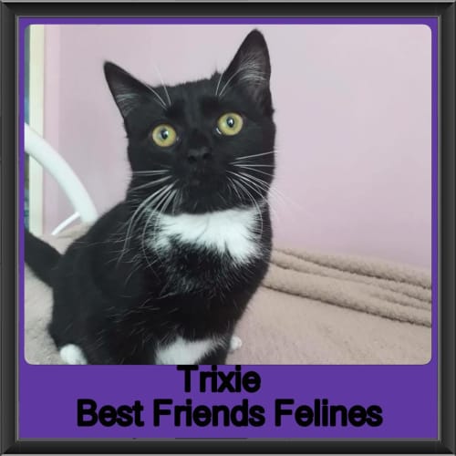 Trixie