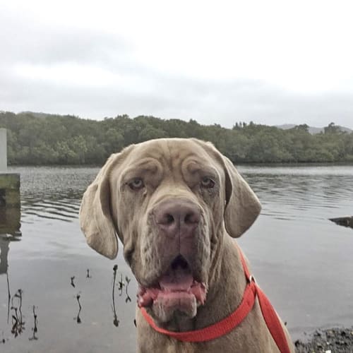 Axel