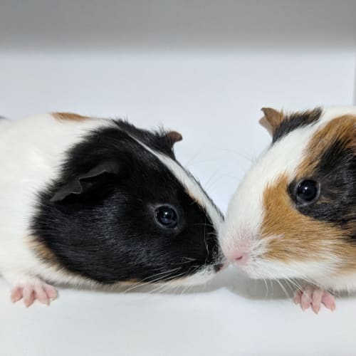 Milko & Piccalo