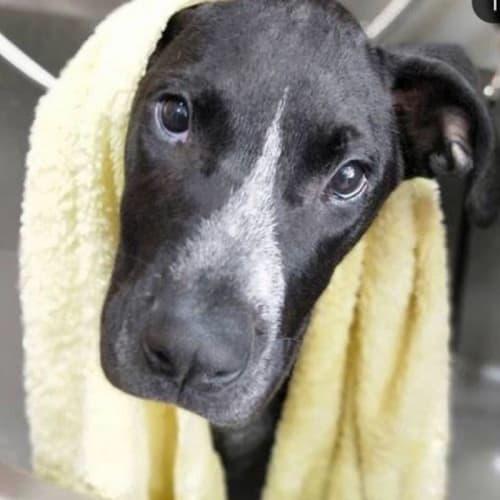 Dughul ~ Pointer x Wolfhound (on trial 3/11/18)