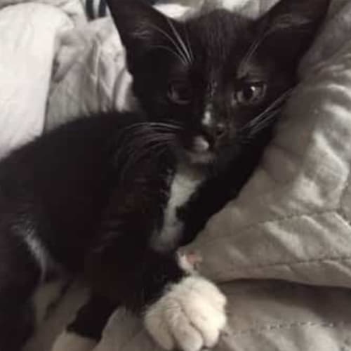Ollie