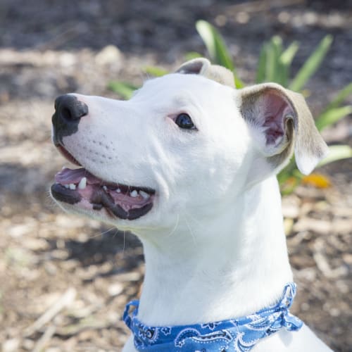 Kimba ~ Mastiff x Wolfhound (on trial 4/11/18)