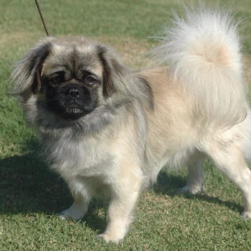 Duke