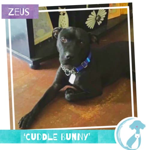 Zeus