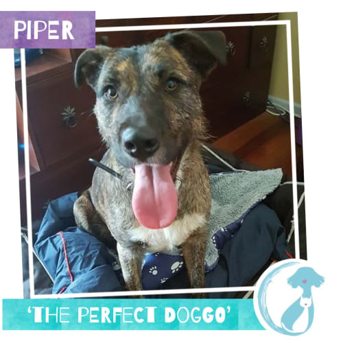 Piper