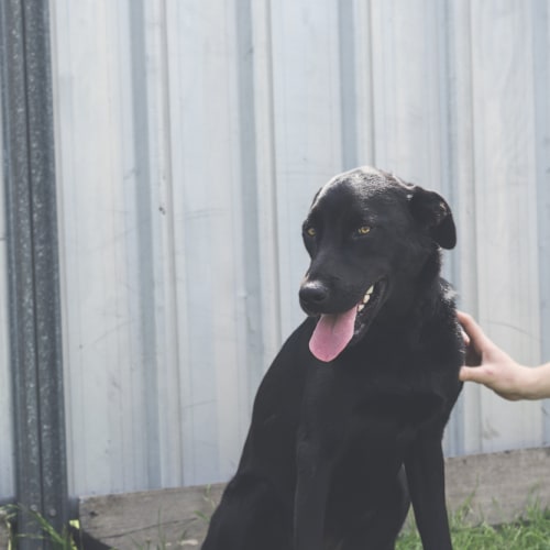 Laika ~ Labrador x Kelpie (on trial 25/3/19)